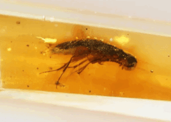 Descubren en Ecuador ámbar con insectos de 112 millones de años