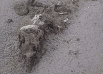 Alertan por sacrificio de 23 delfines en el Golfo de México