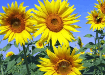 Flores amarillas: ¿mensaje de amor o amistad?