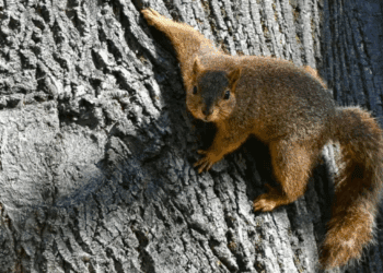 Ardilla agresiva desata alarma en California y deja a dos vecinas hospitalizadas