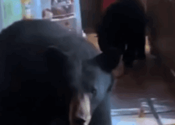 Osos irrumpen en cabaña de Coahuila y sorprenden a turistas