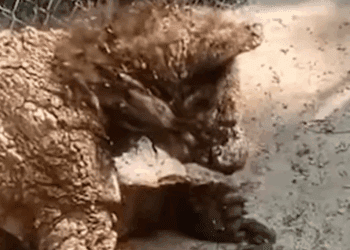 Profepa evaluará salud de osa rescatada tras polémica por imágenes en redes