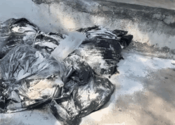 Restos de animales decapitados aparecen en Monterrey