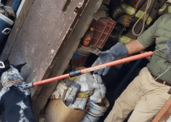 Bebé muere tras ataque de perros en Matamoros; investigan responsabilidades