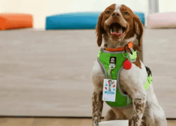 “Manchas”, el perro que combate fugas de agua y se vuelve viral en México