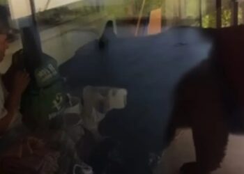 Obrero enfrenta a oso por su mochila en construcción de Nuevo León