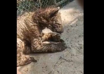 Denuncian abandono de osa bebé con sarna en Nuevo León
