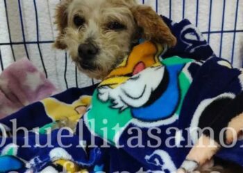 Rescatan animales heridos tras explosión en Iztapalapa