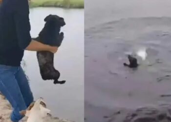 Multan a joven por lanzar a perro a una laguna en Altamira