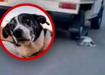 Arrastran a perro con camioneta en Puerto Escondido; piden justicia