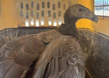 Crías de cóndor de California llegan a Baja California para su próxima liberación