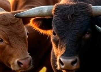 Toros sueltos provocan caos y lesionados en San Felipe, Guanajuato