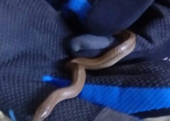 Serpiente es asegurada dentro de un vagón del Metro CDMX