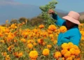Lluvias afectan cultivos de cempasúchil en Puebla