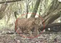 Captan a una jaguar preñada en Campeche