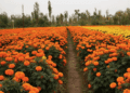 Producción Cempasúchil rompe marca: Brugada impulsa venta local de más de 6 millones de plantas