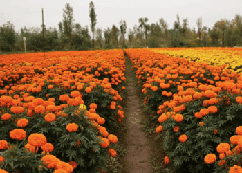 Producción Cempasúchil rompe marca: Brugada impulsa venta local de más de 6 millones de plantas
