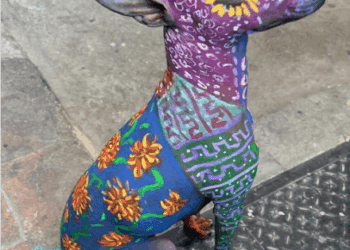 Xoloitzcuintle Maquillaje Día de Muertos: Artista lo decora de forma segura y se vuelve viral