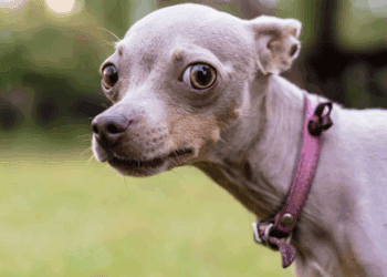 ¿Por qué la Pirotecnia Afecta Perros Gatos? La agudeza auditiva intensifica los estallidos a más de 150 decibelios, provocando taquicardia y pánico