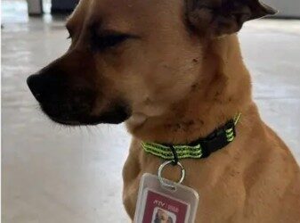 Perrito perdido termina trabajando como “inspector”