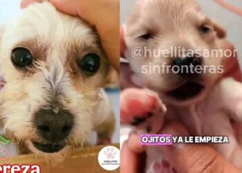 Cerecito, el cachorrito sobreviviente de Cereza, ¡abre sus ojitos tras la explosión en Iztapalapa!