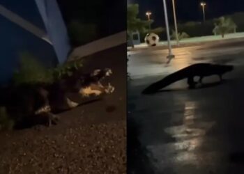 Cocodrilo de más de 3 metros sorprende en Progreso, Yucatán