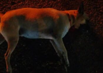 Investigan envenenamiento masivo de perros en la Central de Abastos de Mérida