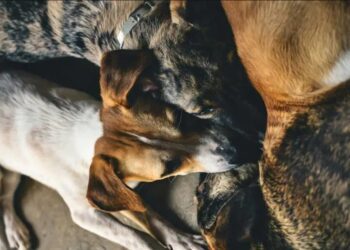 Misterioso envenenamiento masivo deja 15 perros muertos en Paracho; autoridades investigan ataque químico