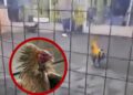 Gallo mata a su dueño durante pelea en Perú