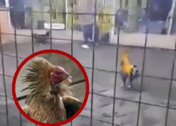 Gallo mata a su dueño durante pelea en Perú