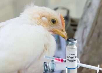 EU suspende ferias avícolas por brotes de gripe aviar