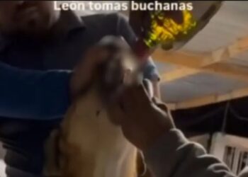 Le dan whisky a un perro y ahora enfrentarán la ley