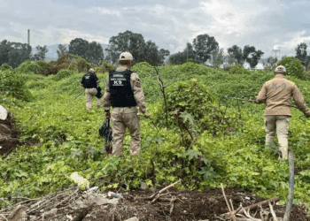 Capturan a 13 perros tras ataque a mujer en Ixtapaluca; serán evaluados antes de decidir su destino