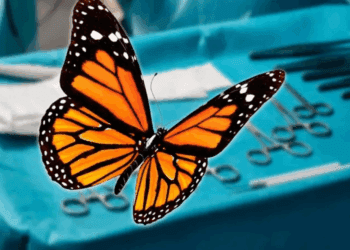 Mariposa monarca vuelve a volar tras trasplante