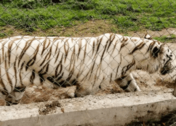 Tigre de Bengala se escapa en Xicotepec, Puebla