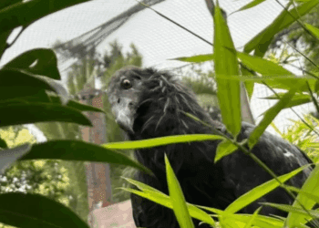 Cóndor de California lesionado se incorpora al Zoológico de Aragón para programa de conservación