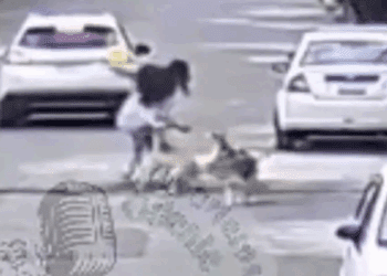 Jauría de perros siembra miedo en Ixtapaluca, van al menos 12 ataques