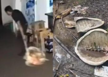 Matan y saquean nidos de tortugas en Puerto Vallarta; exigen acción de autoridades