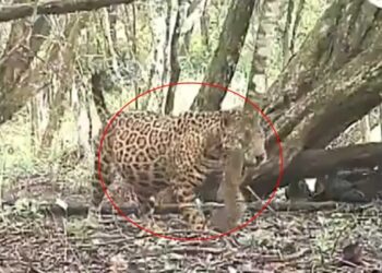 Jaguar preñada captada en Campeche da esperanza a su especie