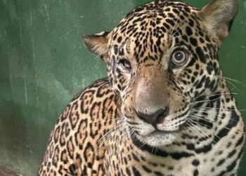 Jaguar herido con más de 30 balazos sobrevive y es rescatado en río Negro