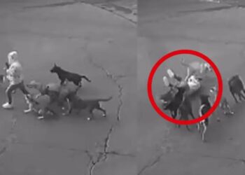 Automovilista rescata a mujer atacada por seis perros en Ixtapaluca