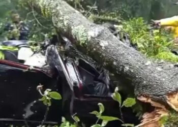 Árbol cae sobre vehículo en Hidalgo y deja dos muertos