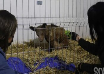 Mina, la osa rescatada de La Pastora, muestra avances y tendrá su propio peluche solidario