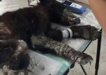 Osa Mina muestra avances tras días críticos de hospitalización