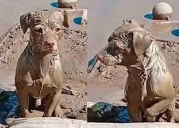 Perrito cubierto de lodo espera entre ruinas a su familia en Poza Rica