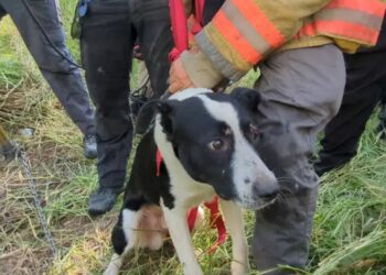 Rescatan a perro tras pasar 36 horas atrapado en pozo de Monterrey