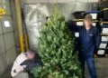Profepa inspecciona más de 132 mil árboles navideños importados de EU sin hallar plagas