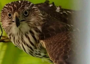 Rescatan ave de rapiña en la estación Zapotitlán de la Línea 12 del Metro