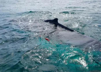 Endurecen sanciones por tráfico de totoaba y daños ambientales en México