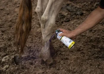 Aumentan a 73 los casos de miasis humana por gusano barrenador en el país